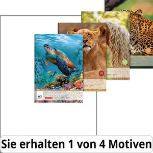 brunnen-zeichenblock-a3-schildkroete